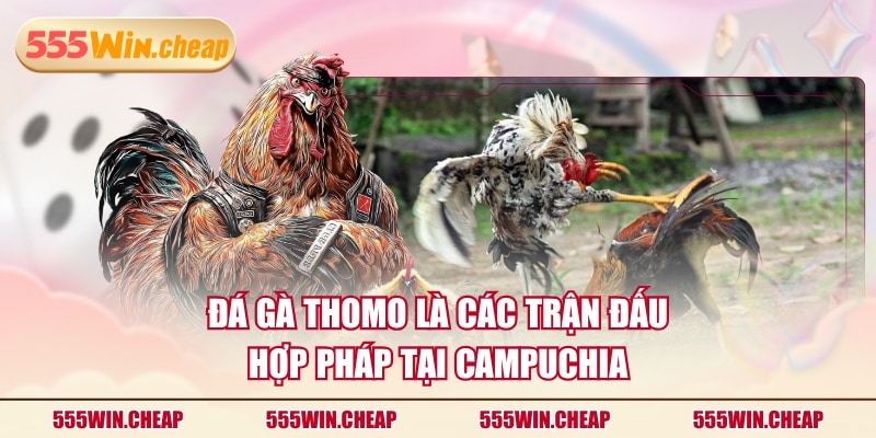 Đá Gà Thomo là các trận đấu hợp pháp tại Campuchia