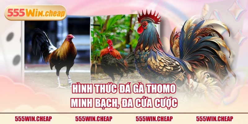 Hình thức Đá Gà Thomo minh bạch, đa cửa cược