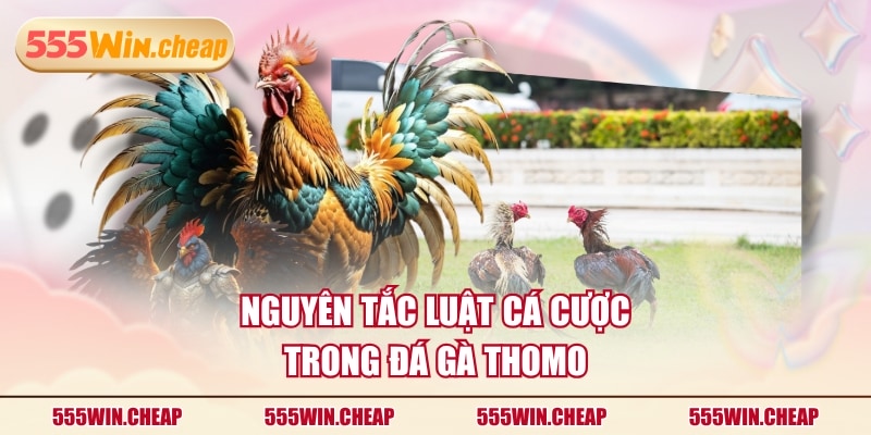 Nguyên tắc luật cá cược trong Đá Gà Thomo